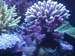 Acropora_garden4